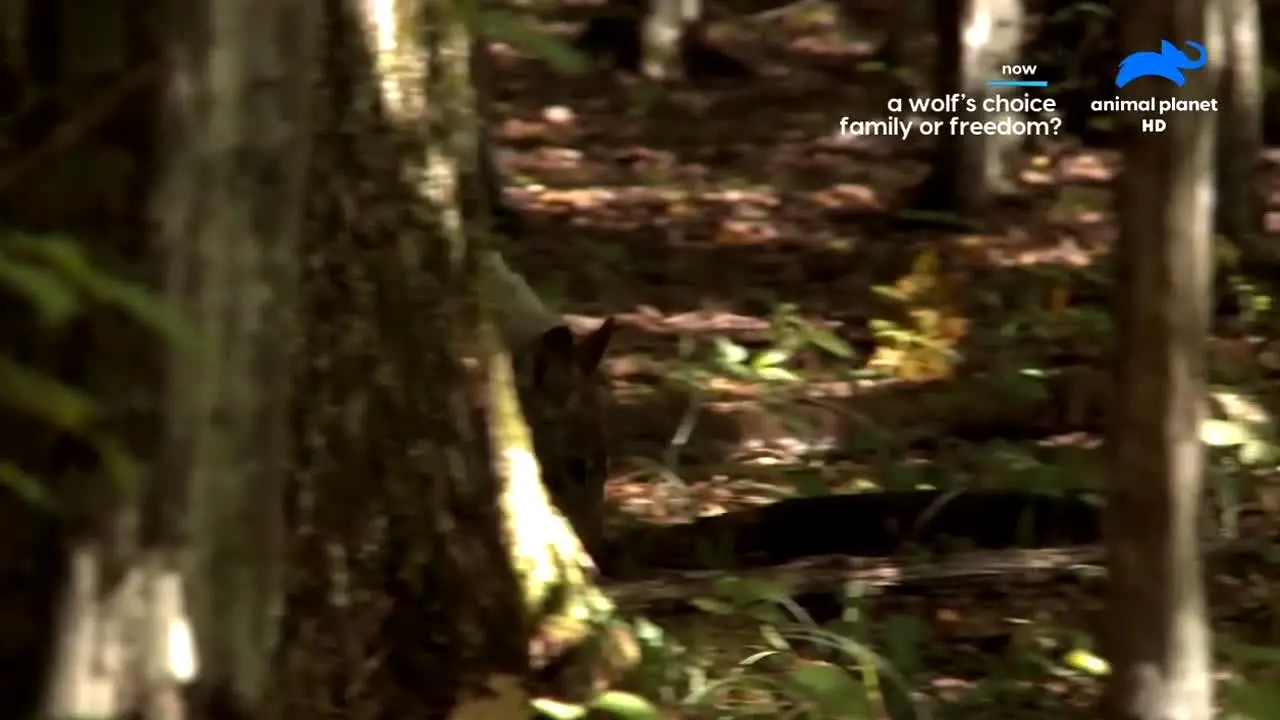 Animal Planet en vivo