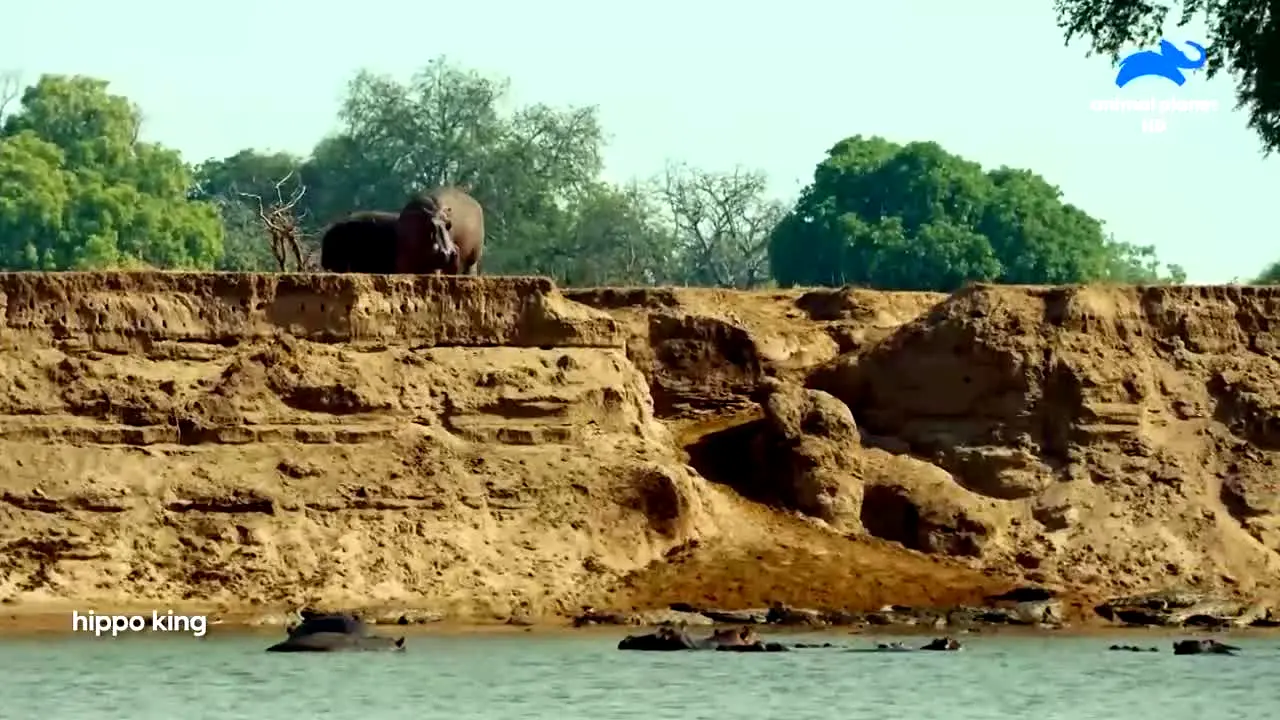 Animal Planet live