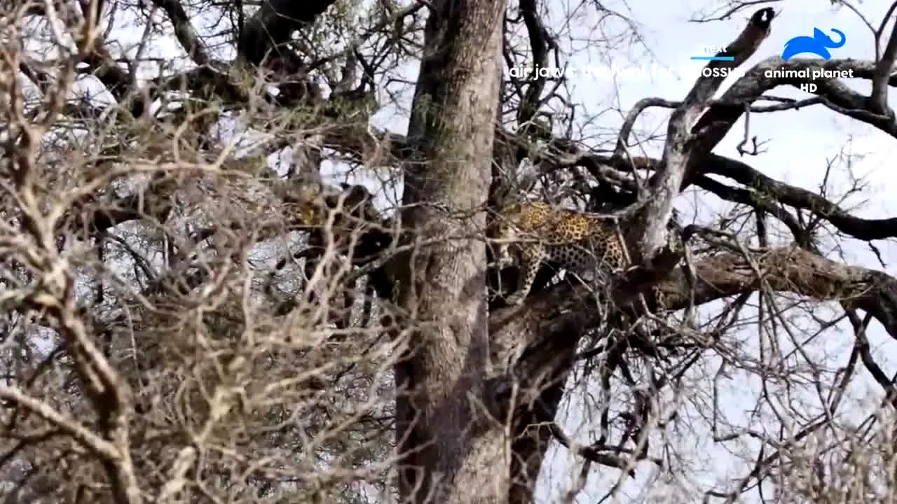 Animal Planet en direct