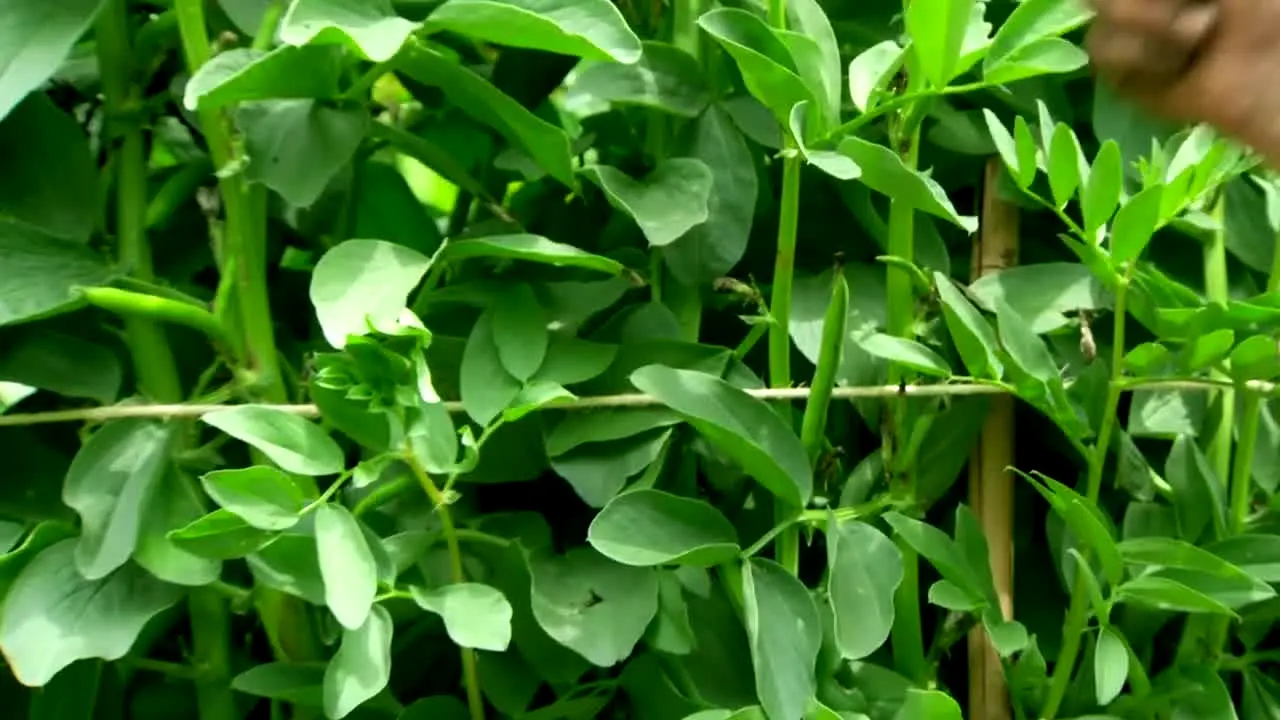 Gardeners' World live