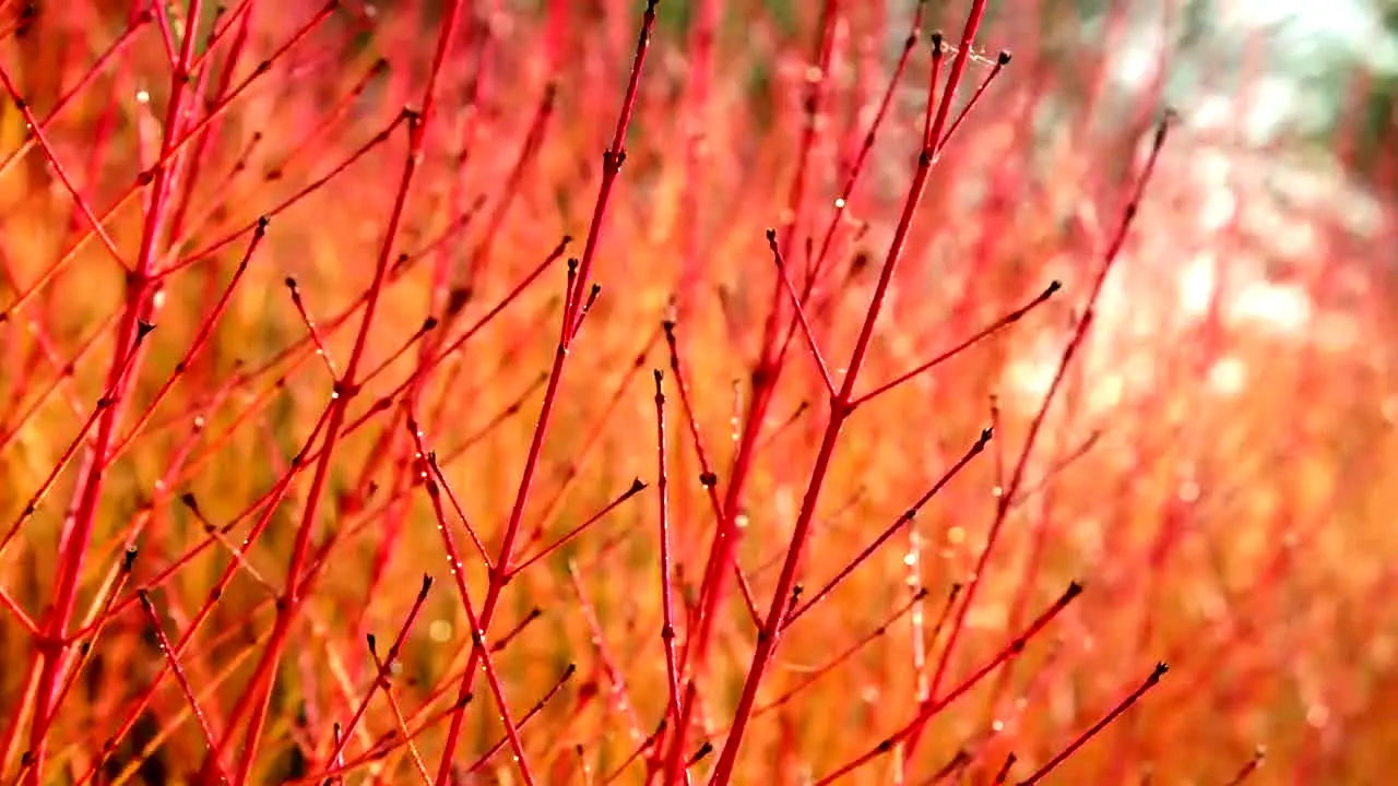 Gardeners' World live