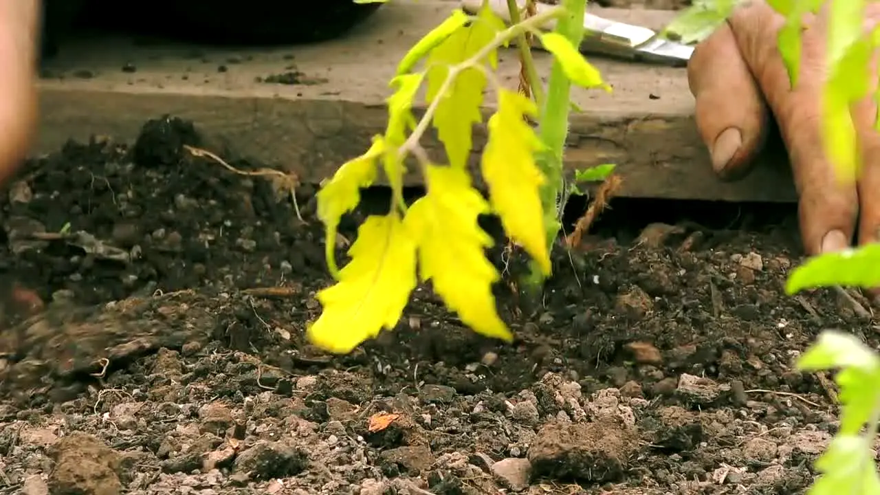 Gardeners' World en direct