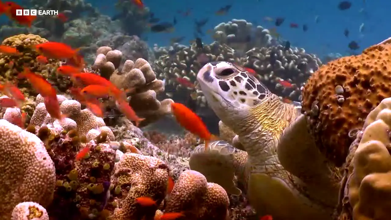 BBC Earth live