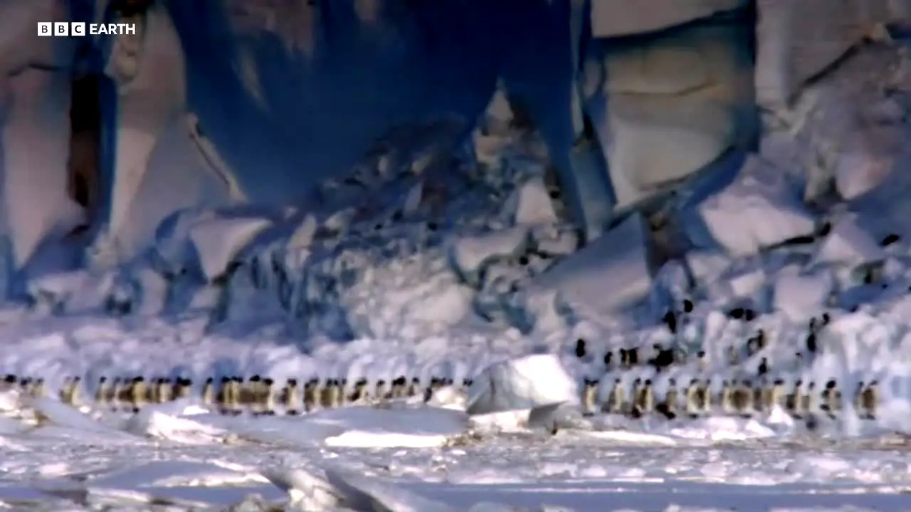 BBC Earth live