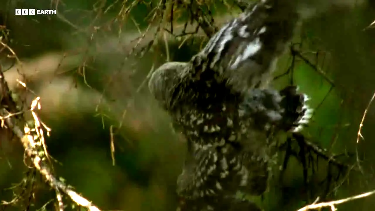BBC Earth en vivo