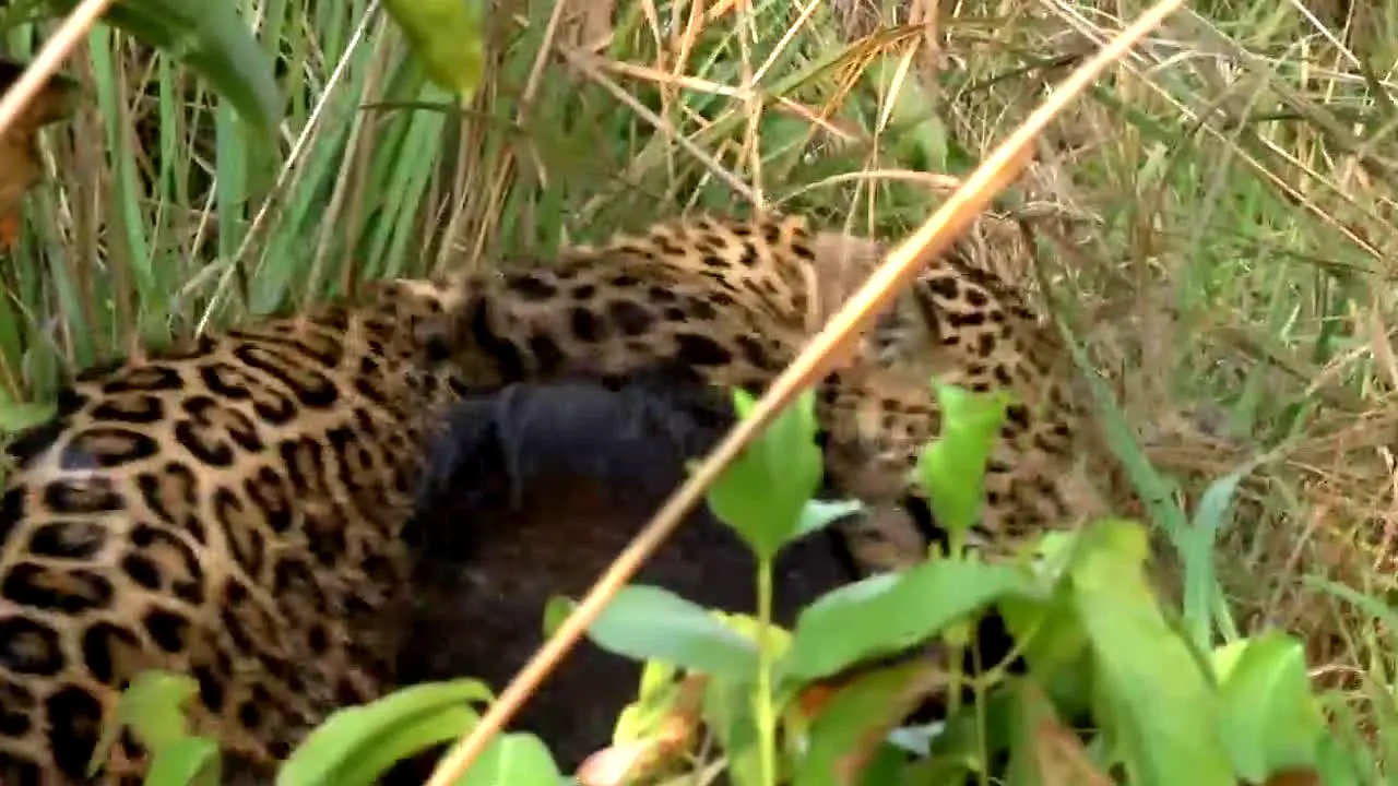 BBC Earth en direct