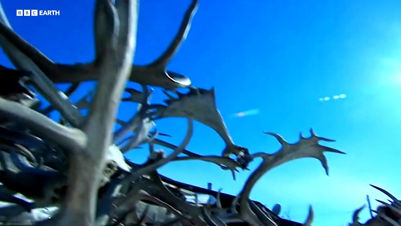 BBC Earth live