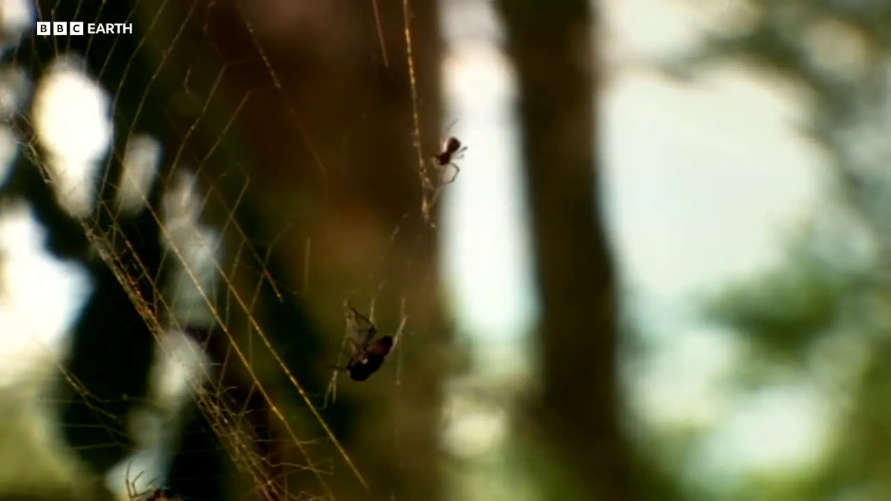 BBC Earth en direct