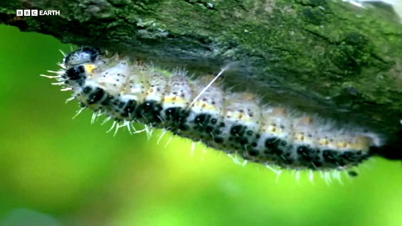 BBC Earth ao vivo