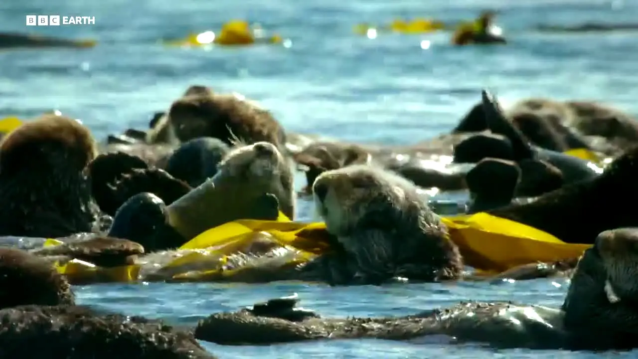 BBC Earth na żywo