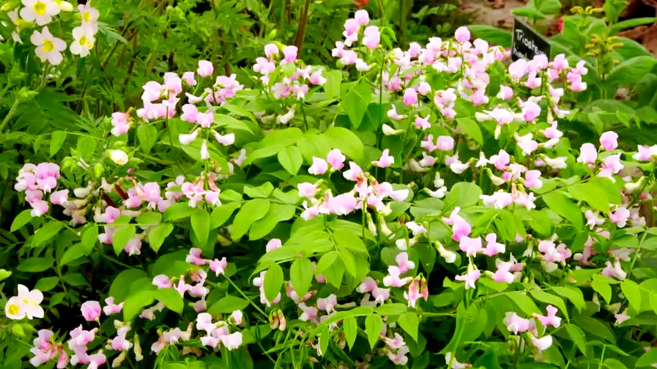 Gardeners' World live