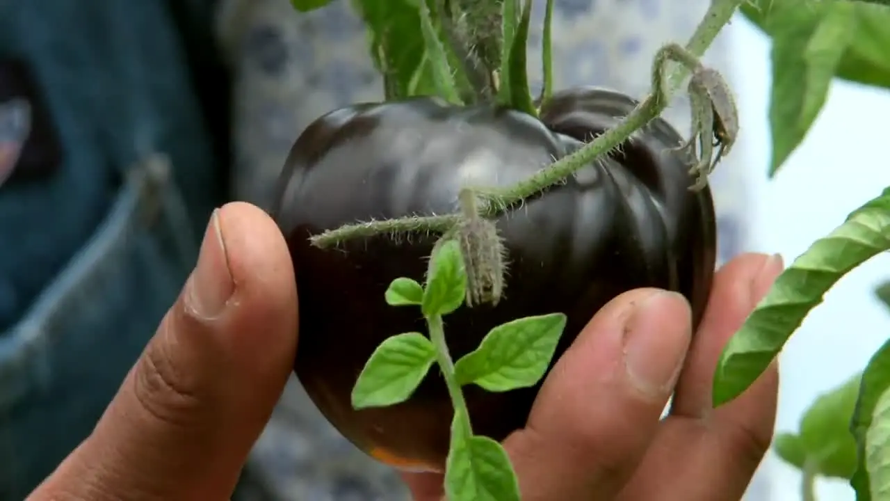Gardeners' World en direct