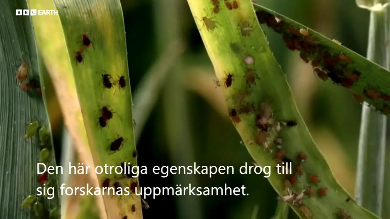 BBC Earth live