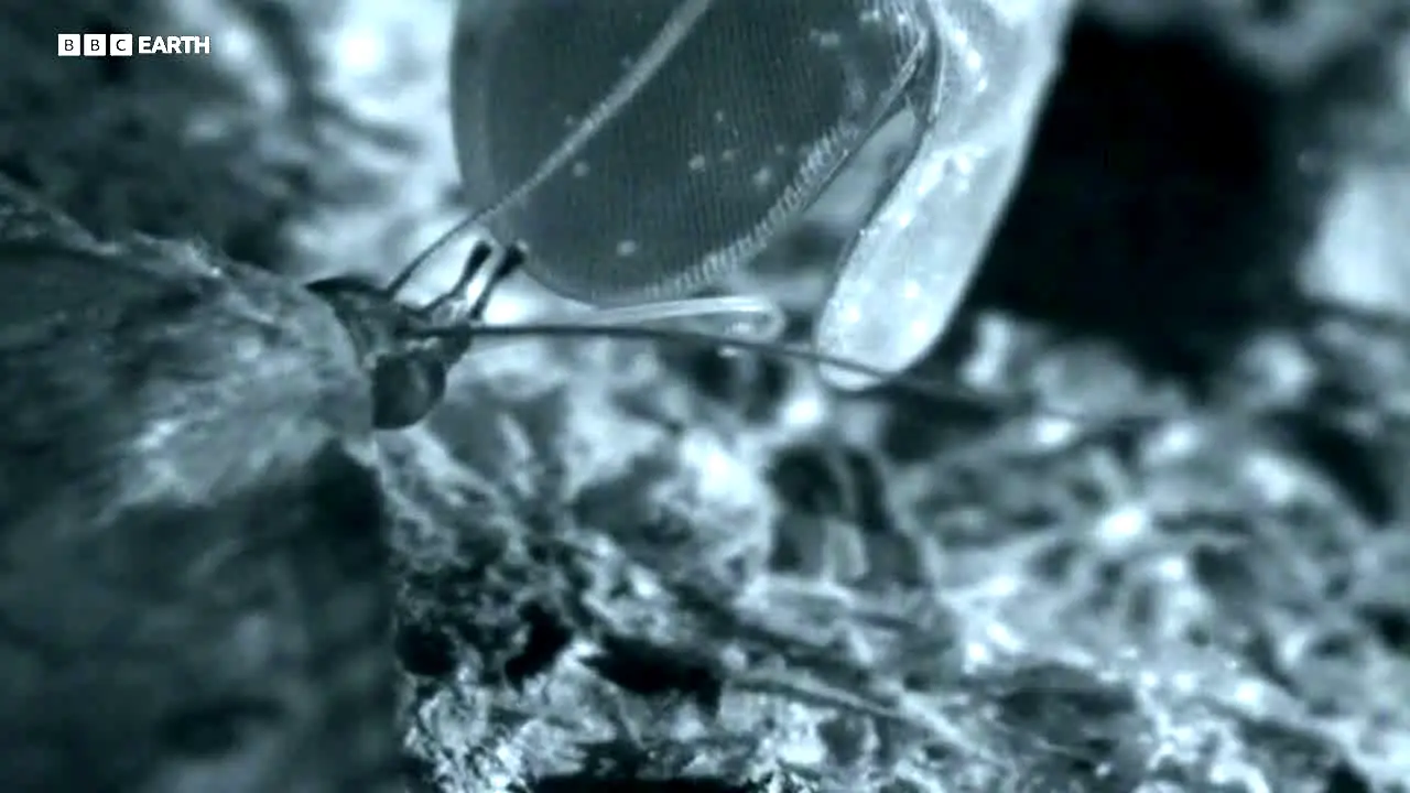BBC Earth en vivo
