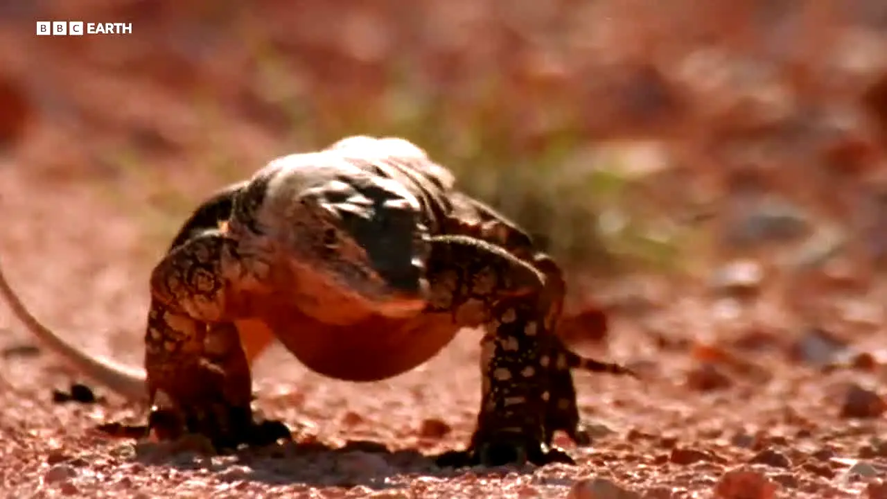 BBC Earth live