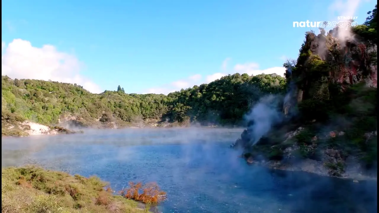 Stingray Naturescape na żywo