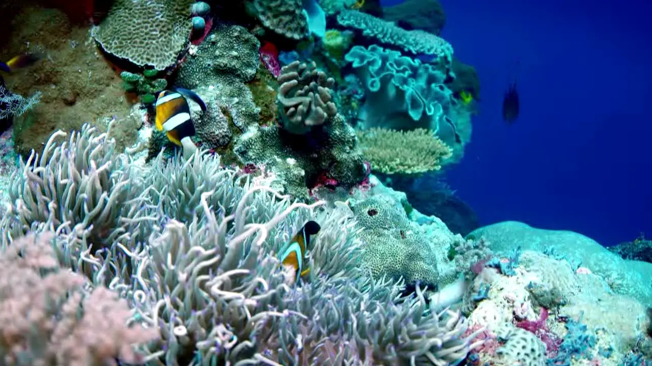 Ocean Vibes en direct
