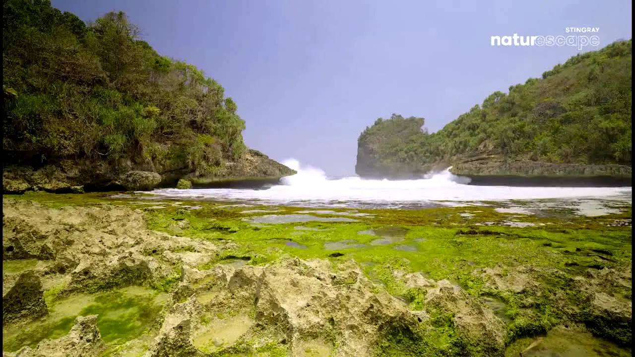 Stingray Naturescape live