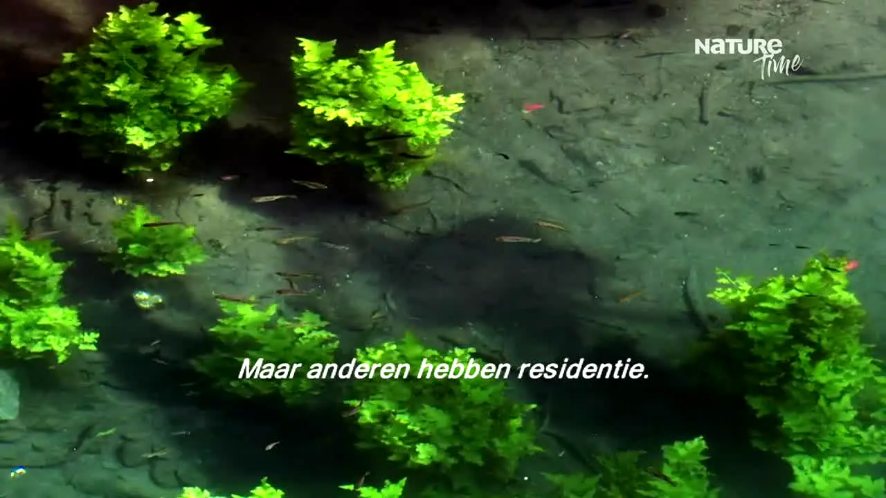 NatureTime live