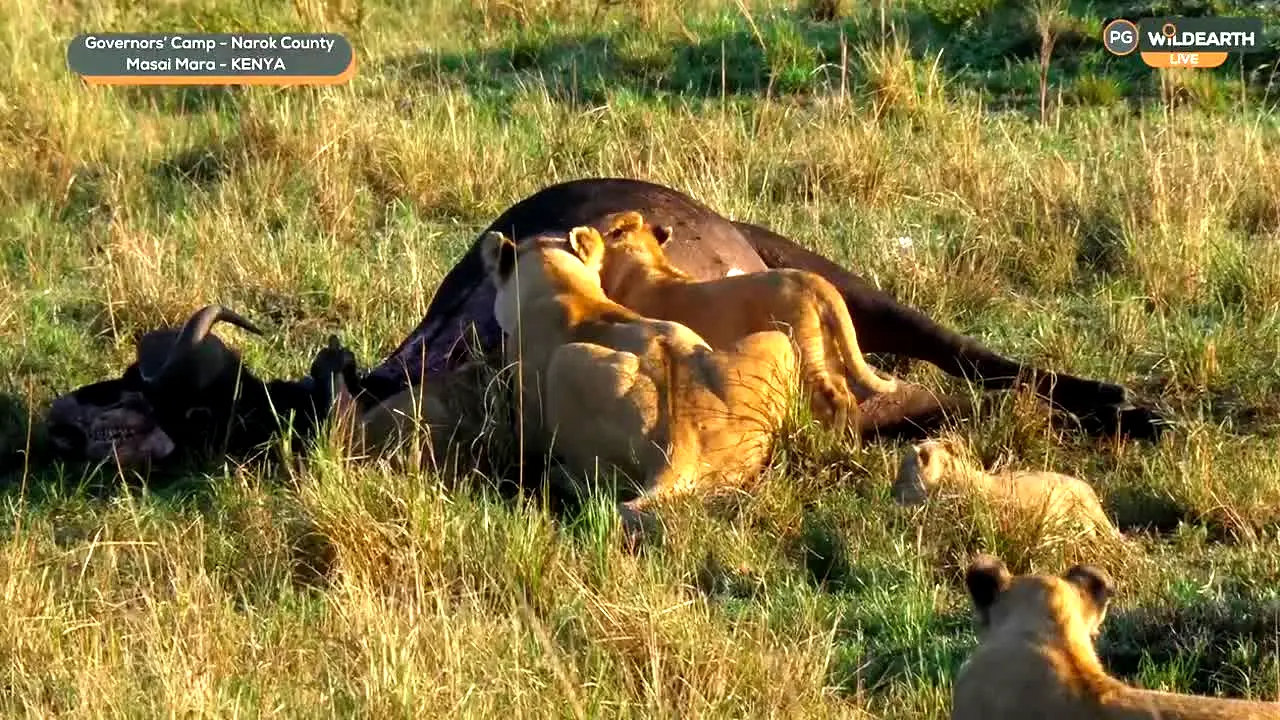wildearth live