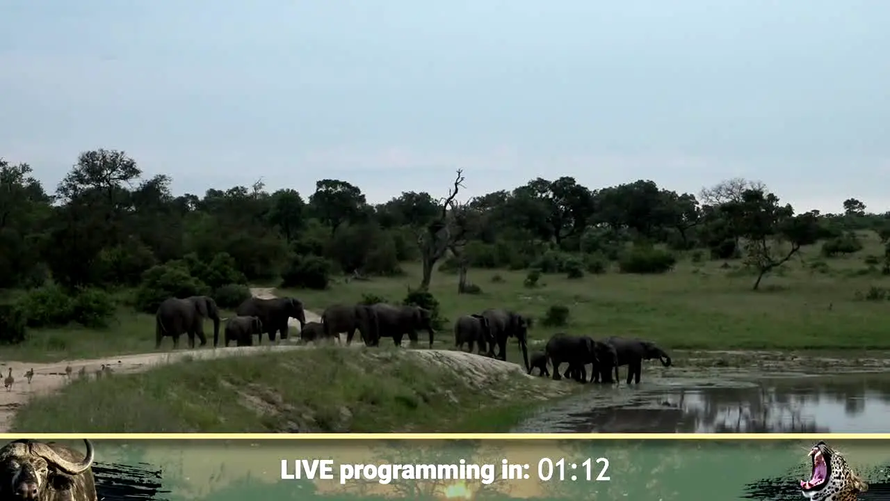wildearth en vivo