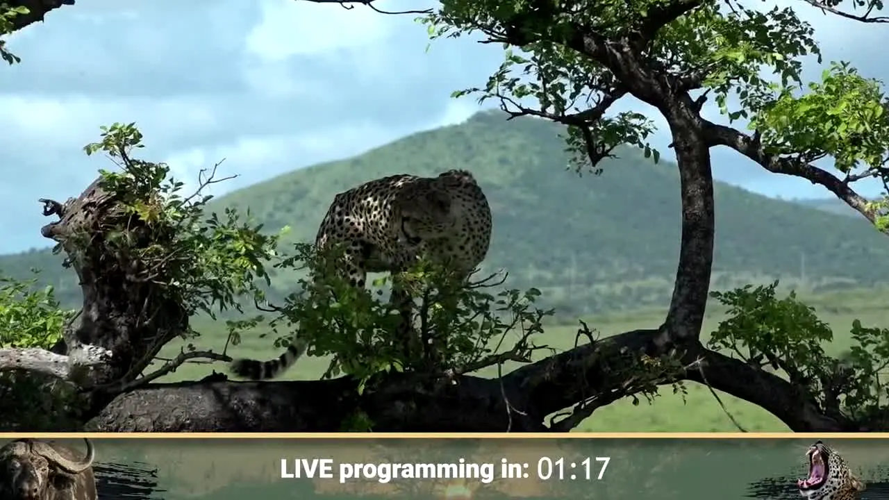 WildEarth live