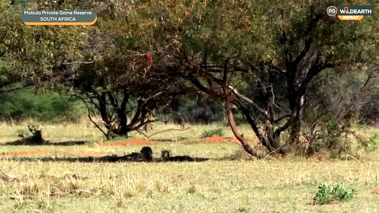 WildEarth live