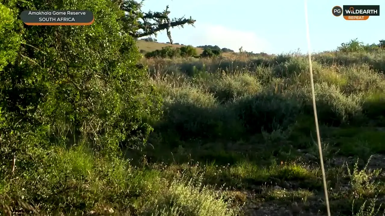WildEarth live