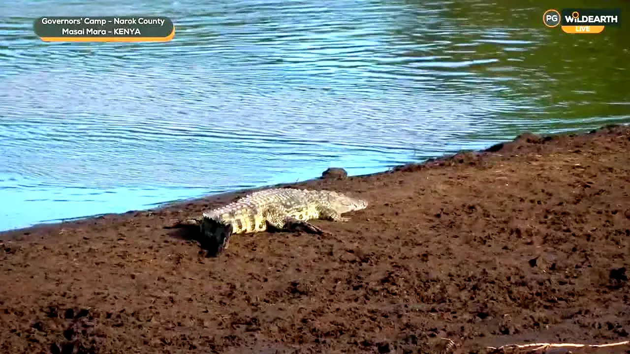WildEarth ao vivo