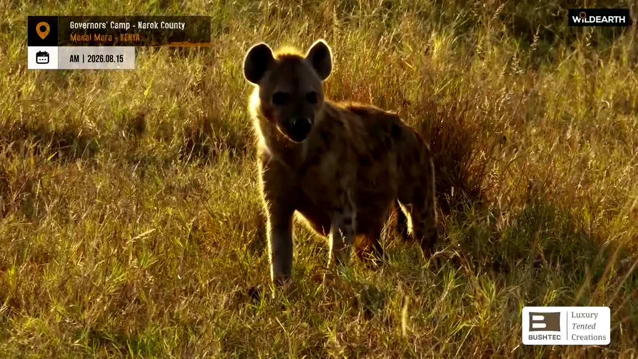 WildEarth live
