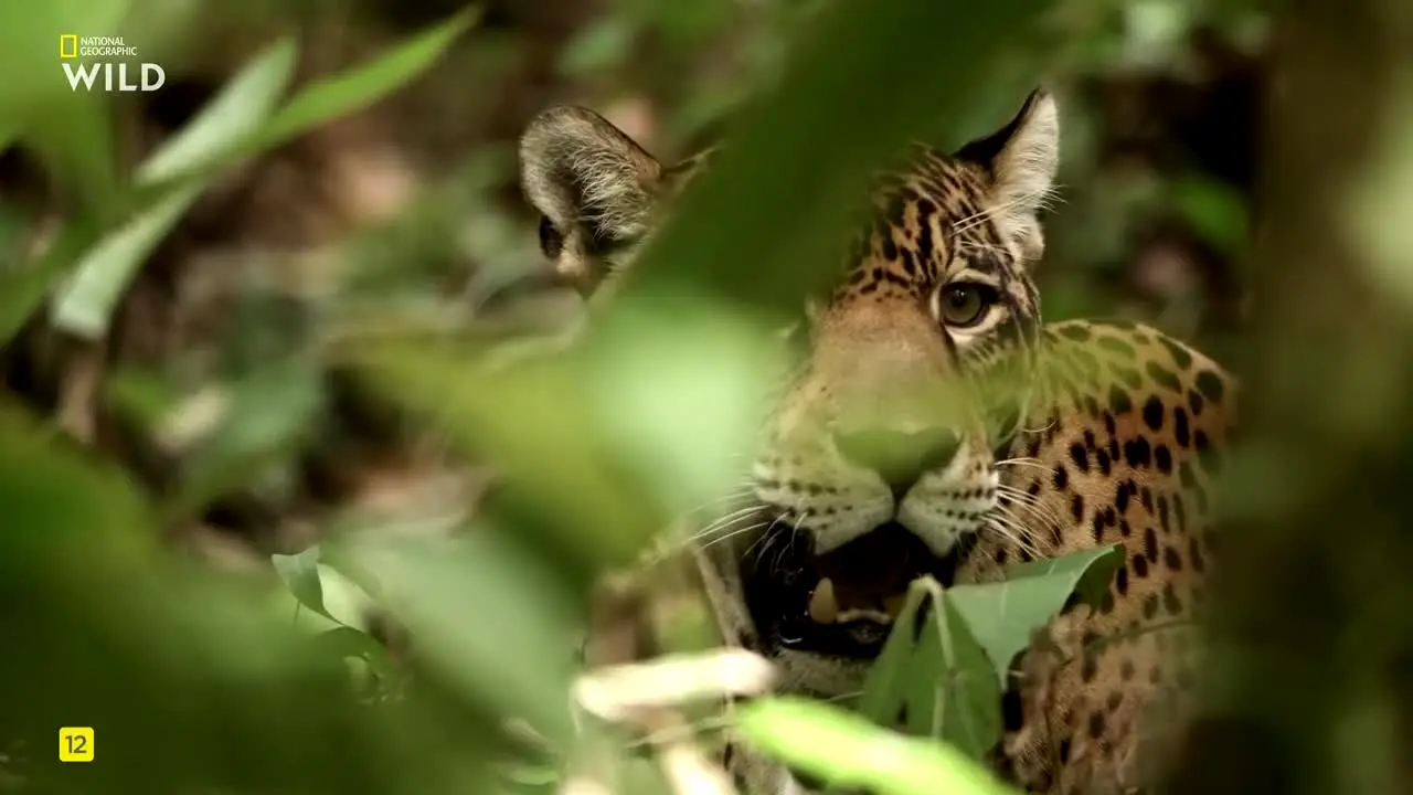 National Geographic Wild live