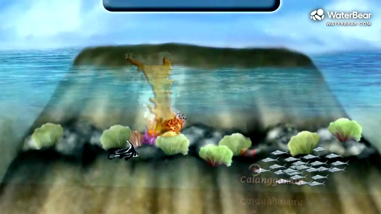WaterBear in diretta