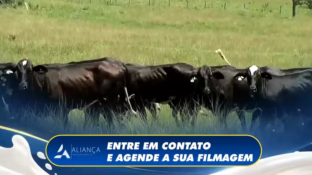 Canal do Boi live