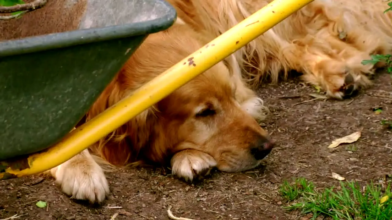 Gardening with Monty Don live