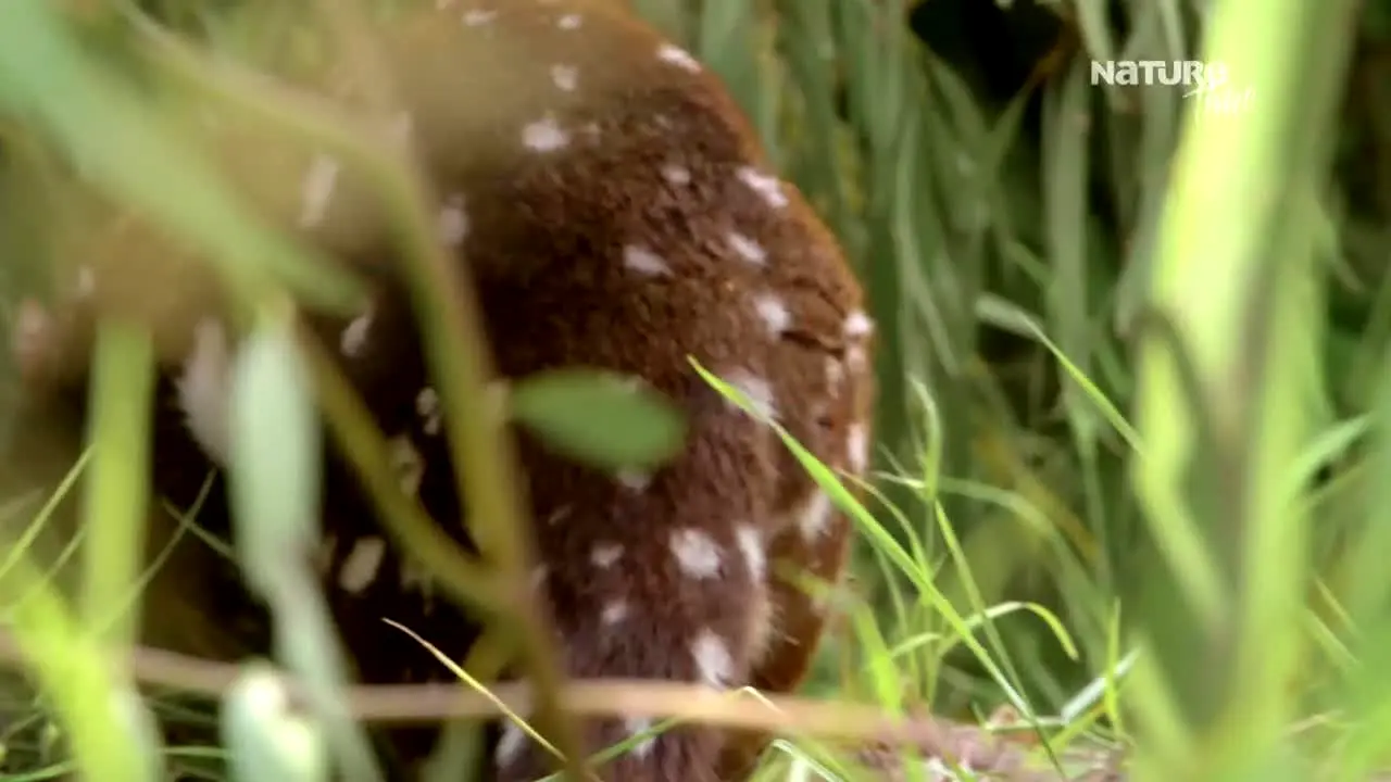 Nature Time live