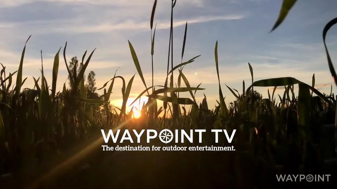 Waypoint TV live