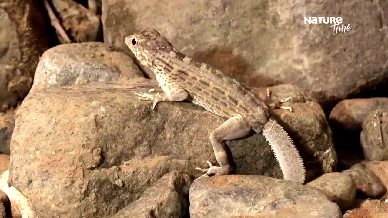 Nature Time live