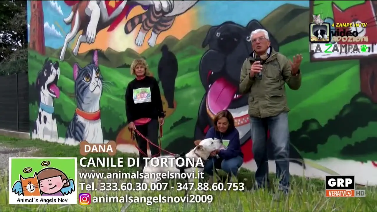 GRP Televisione live