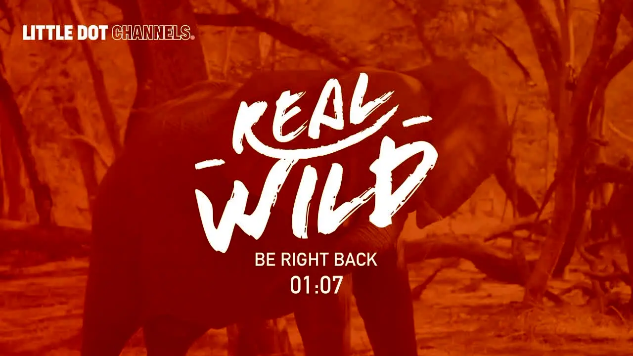 Real Wild en vivo