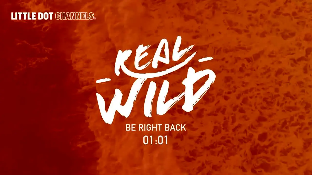 Real Wild — прямой эфир