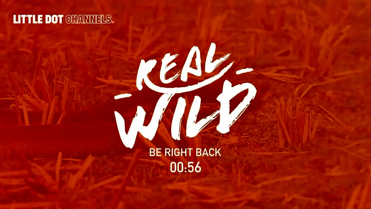 Real Wild live