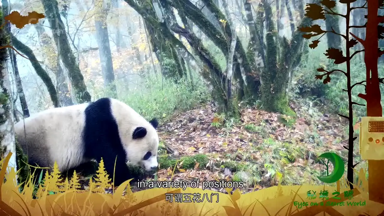 CGTN Documentary China EN na żywo