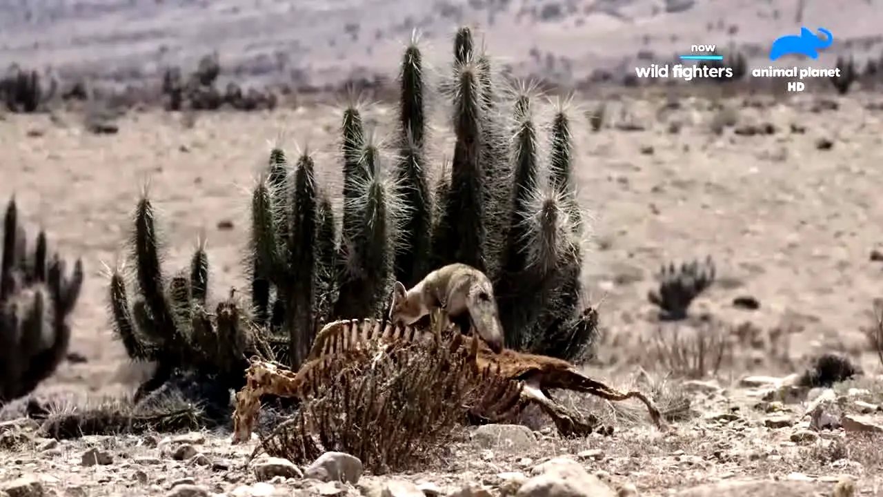 Animal Planet live