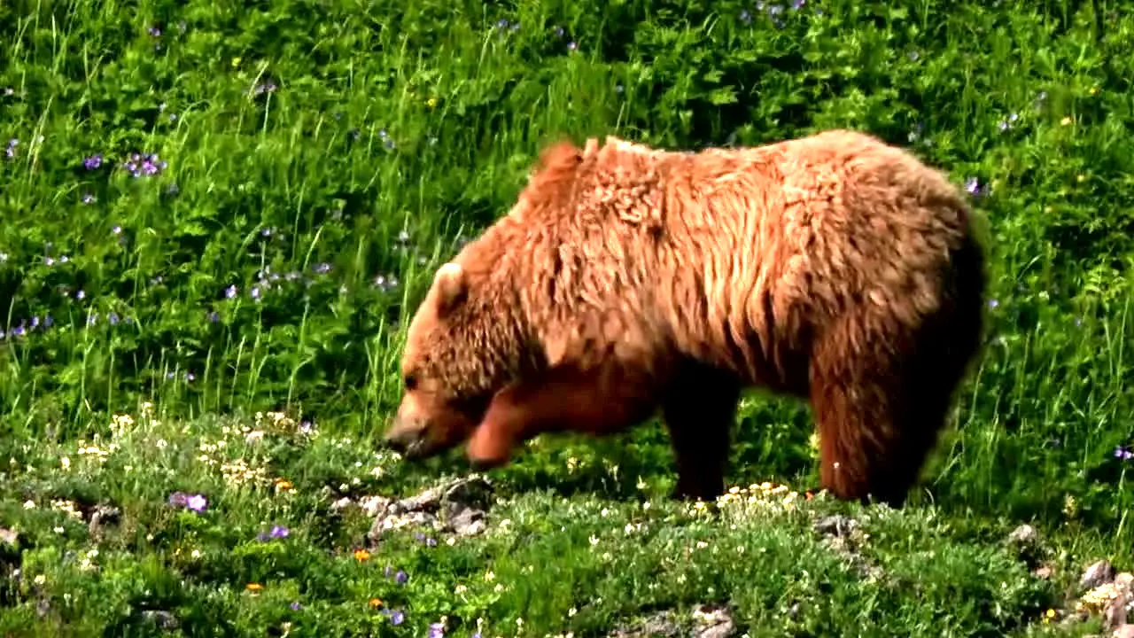 Tierwelt live