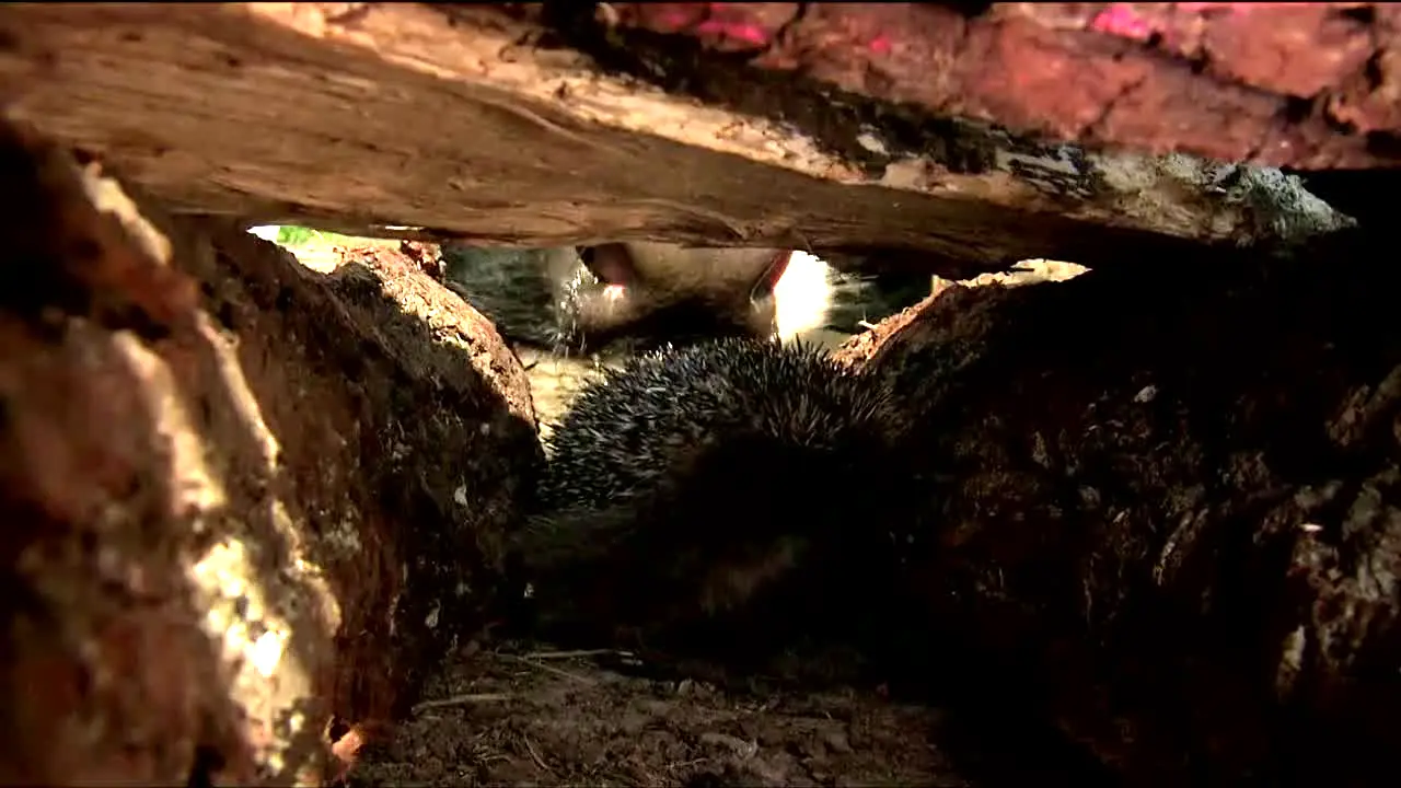 Tierwelt live
