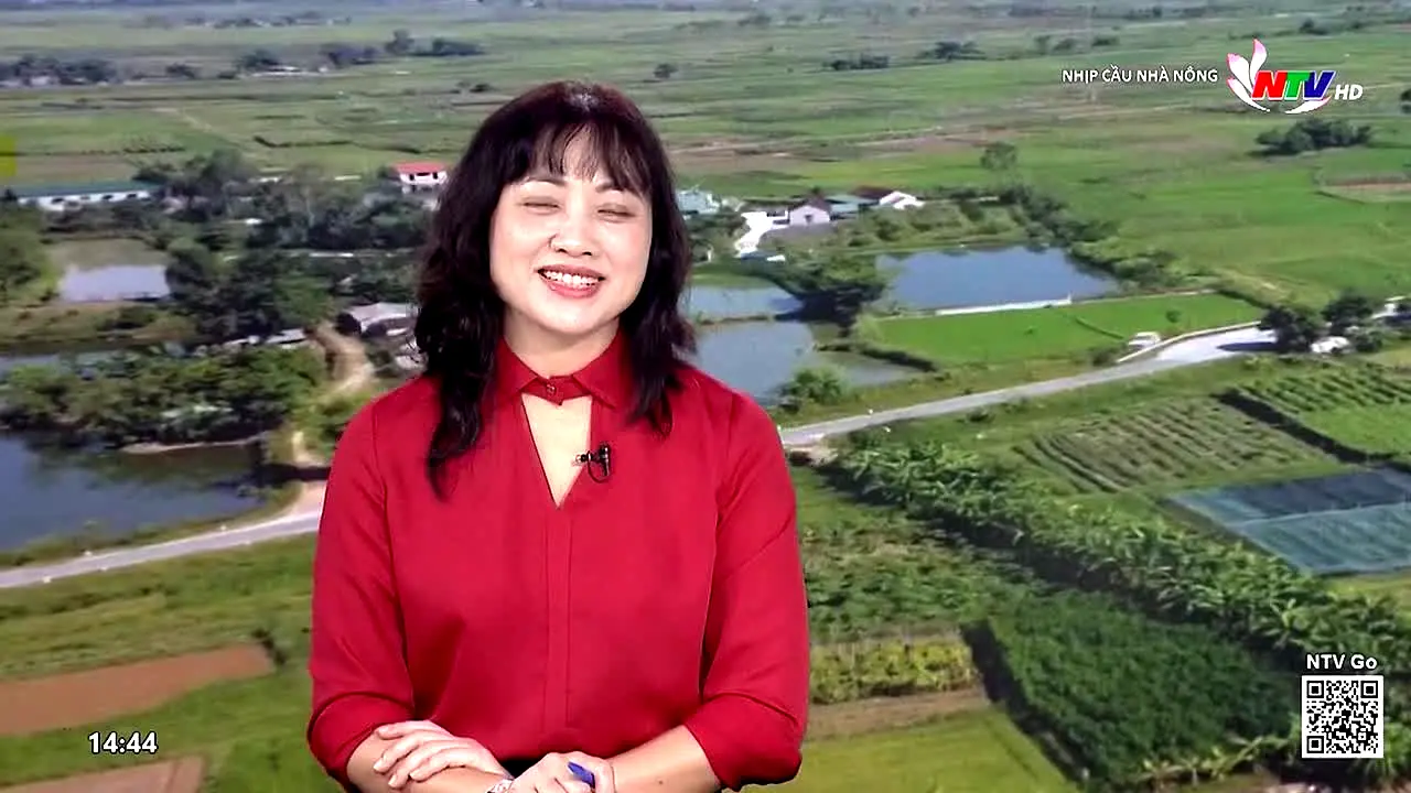 Nghe An TV en vivo