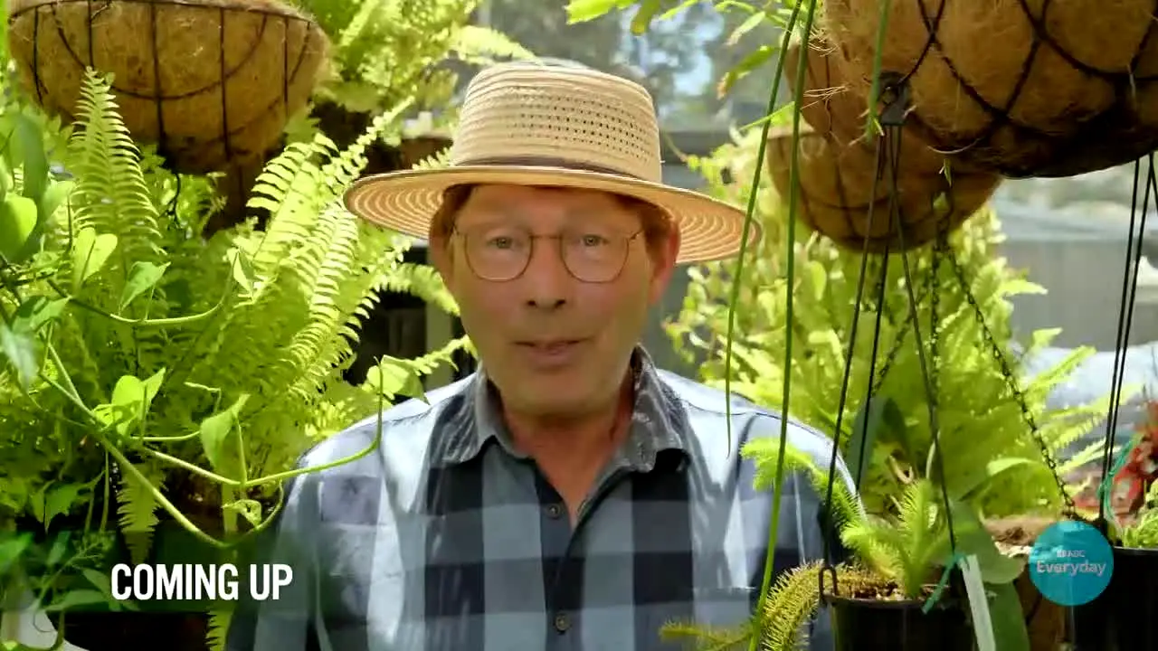 ABC Everyday Australia in diretta