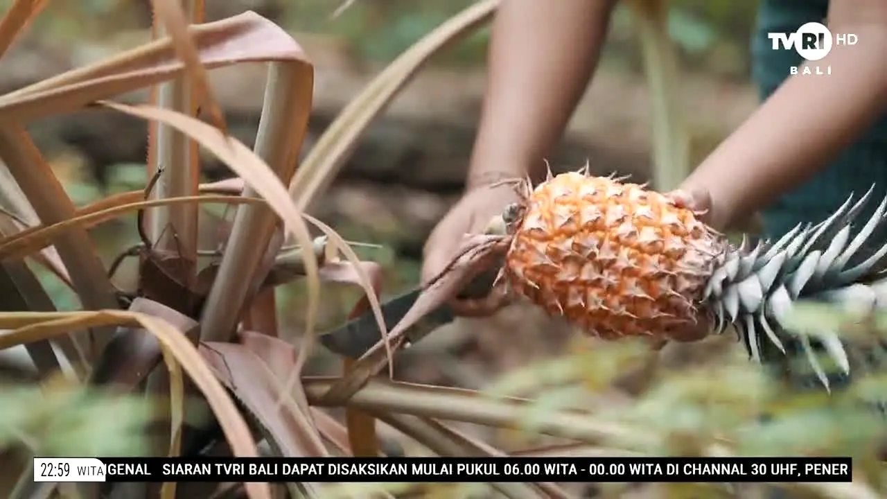 TVRI Bali live