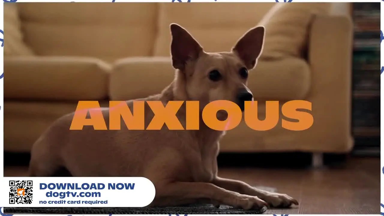 Unleashed by DOGTV live