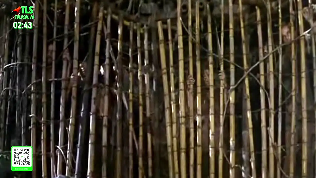 Tele Selva · PE ao vivo